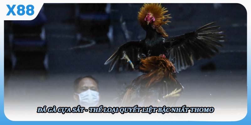 Đá gà cựa sắt - Thể loại quyết liệt bậc nhất Thomo