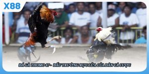 Đá Gà Thomo 67 - Đấu Trường Rực Lửa Của Dân Cá Cược