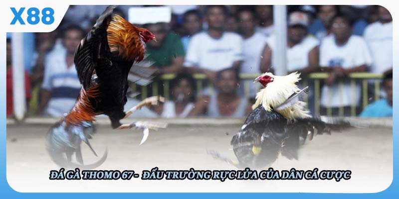 Đá Gà Thomo 67 - Đấu Trường Rực Lửa Của Dân Cá Cược