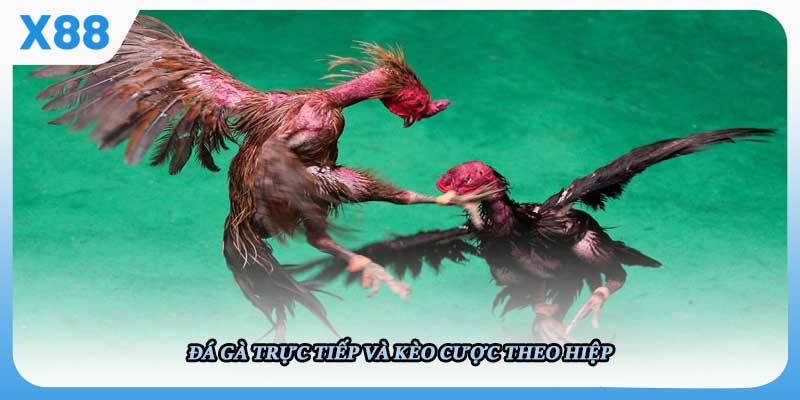 Đá gà trực tiếp và kèo cược theo hiệp