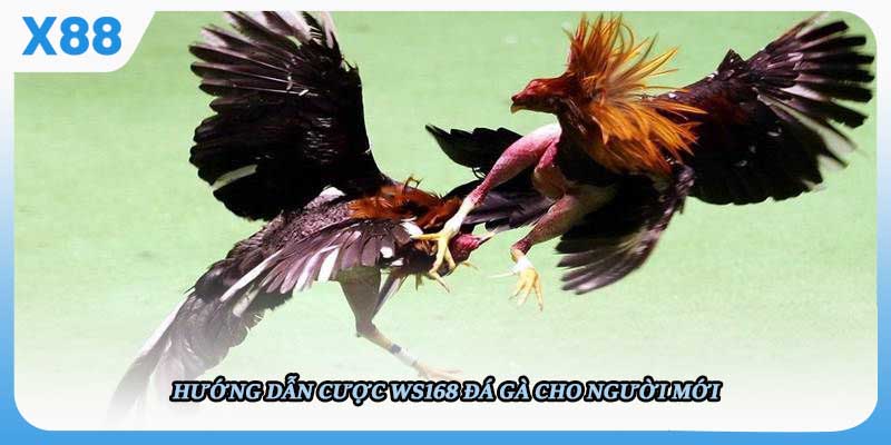 Hướng dẫn cược cho người mới