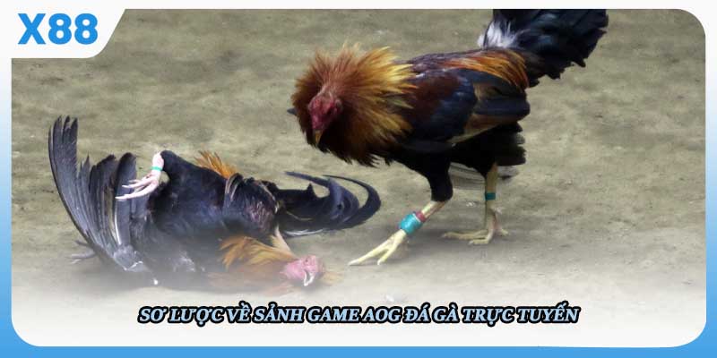 Sơ lược về sảnh game AOG Đá gà trực tuyến